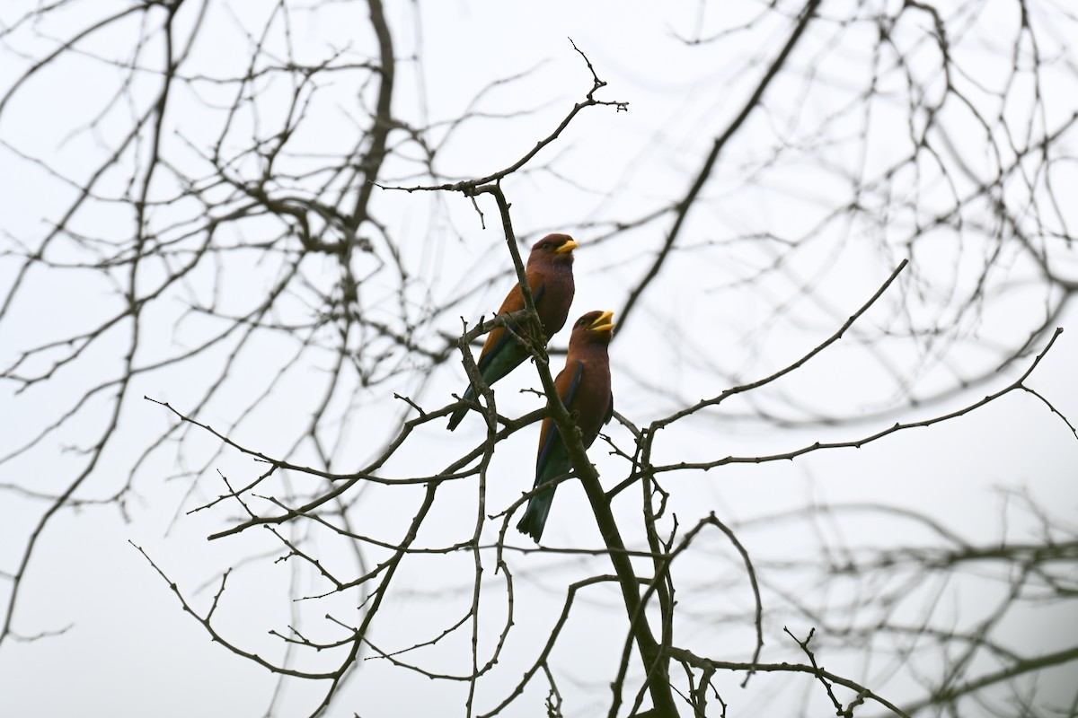 Африканский широкорот - ML646501554