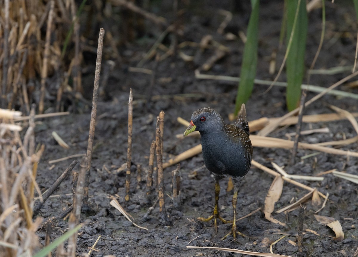 Australian Crake - ML646501555