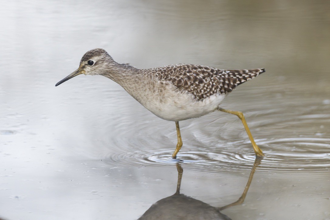 vodouš bahenní - ML646501556