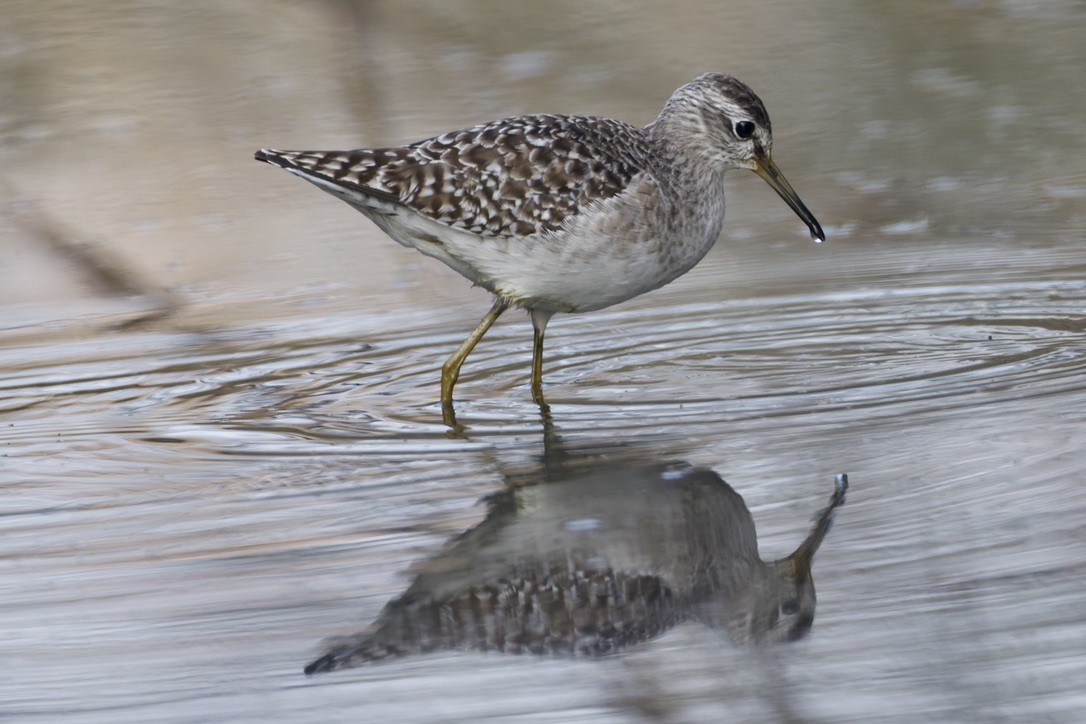 vodouš bahenní - ML646501557