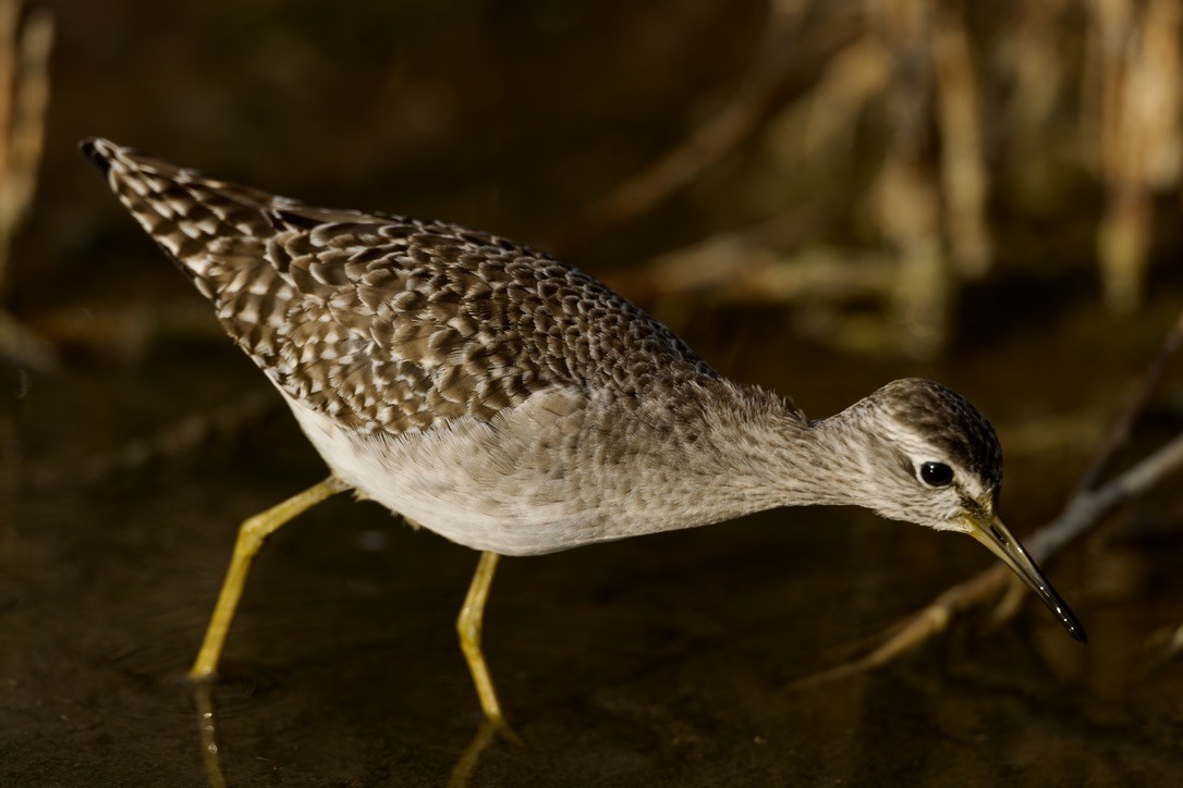 vodouš bahenní - ML646501558