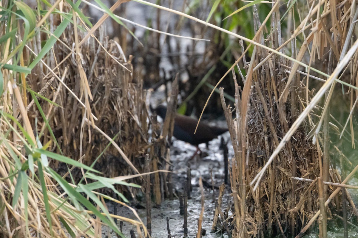 Spotless Crake - ML646501559