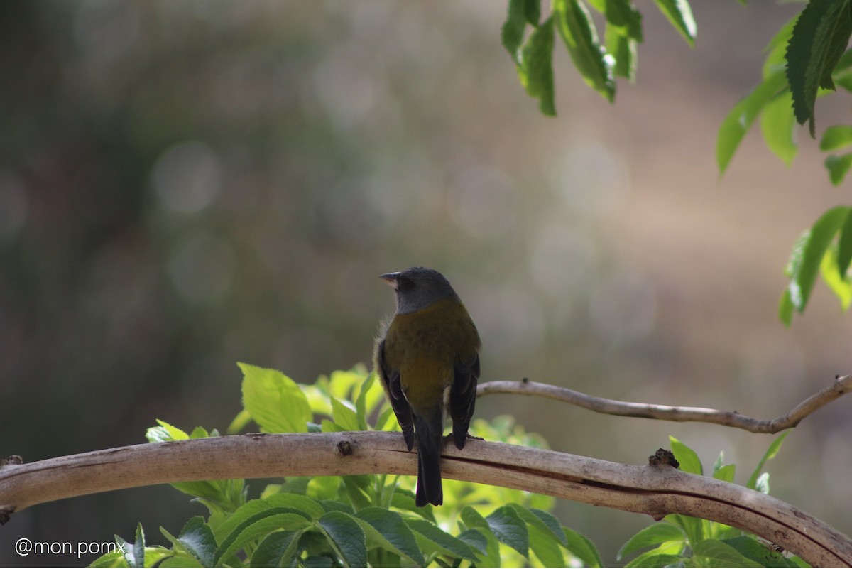 Peruvian Sierra Finch - ML646501562