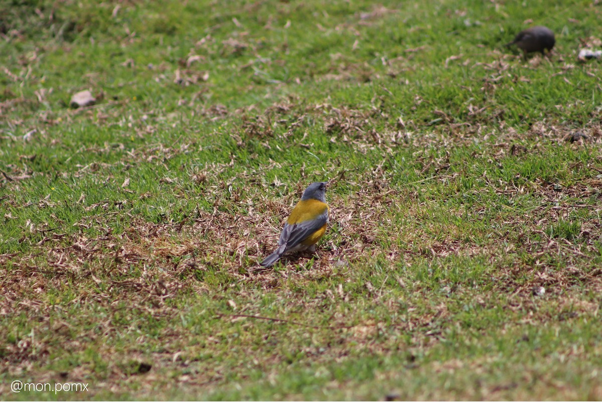 Peruvian Sierra Finch - ML646501563