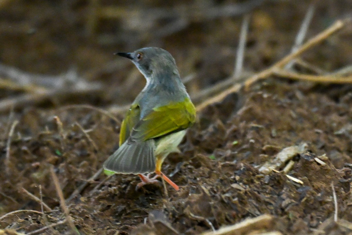 Широкохвостая терновница - ML646501564