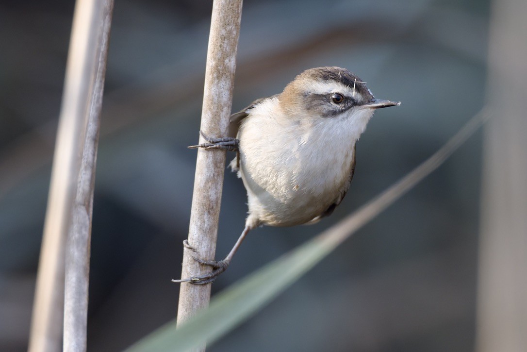 Moustached Warbler - ML646501565