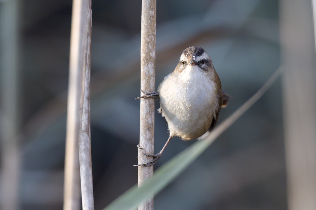 Moustached Warbler - ML646501566