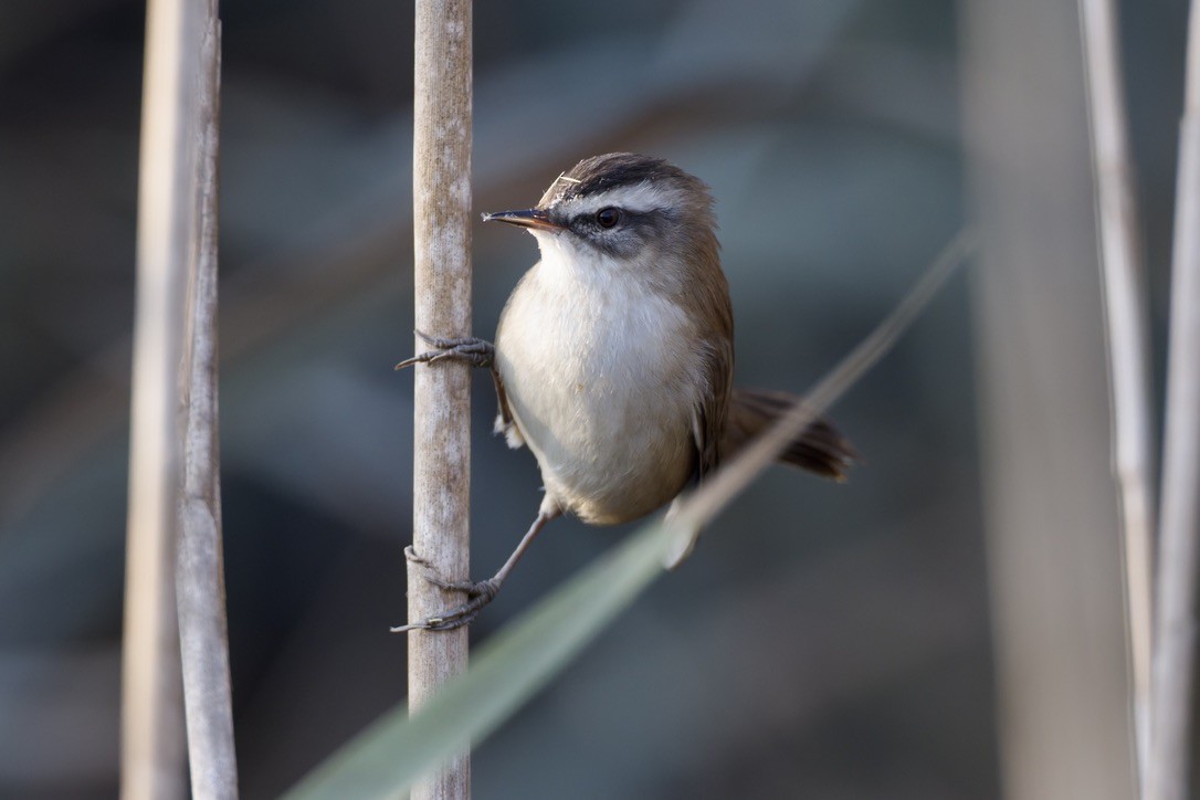 Moustached Warbler - ML646501567