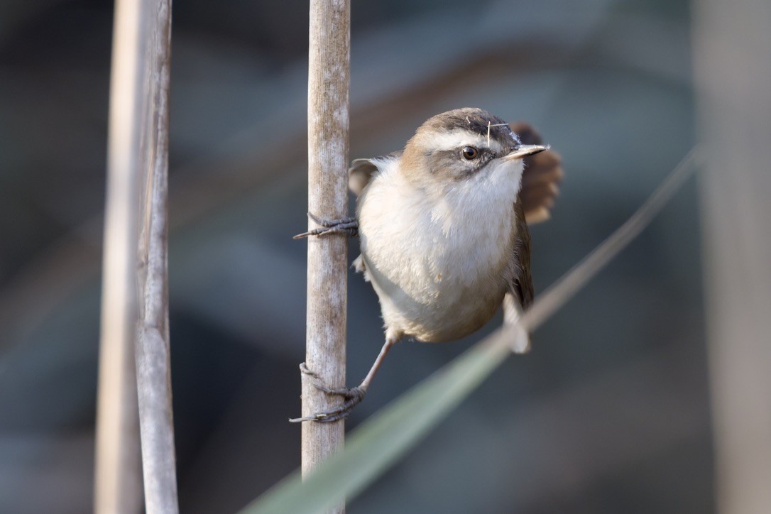 Moustached Warbler - ML646501568