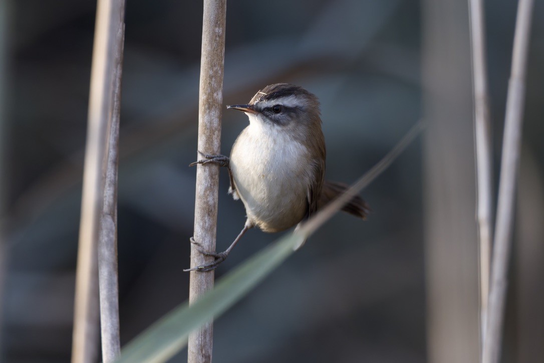 Moustached Warbler - ML646501569