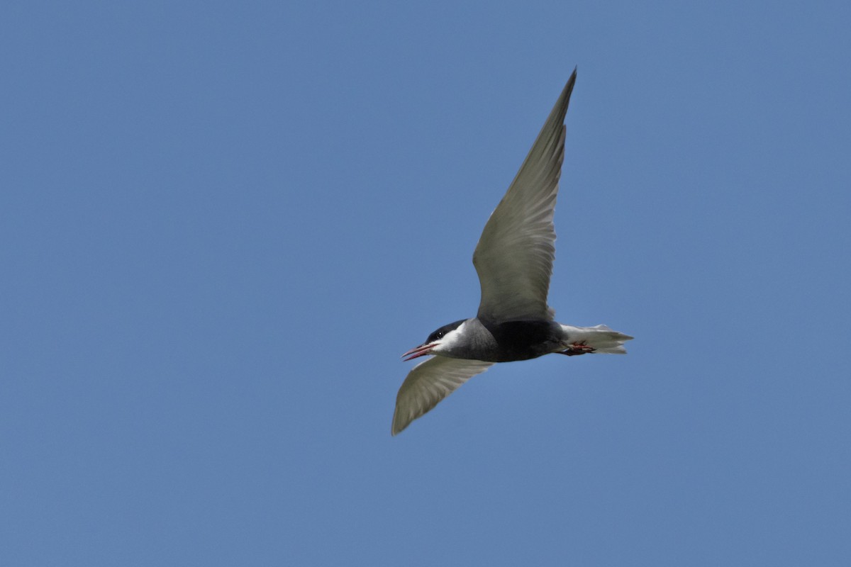 Whiskered Tern - ML646501571