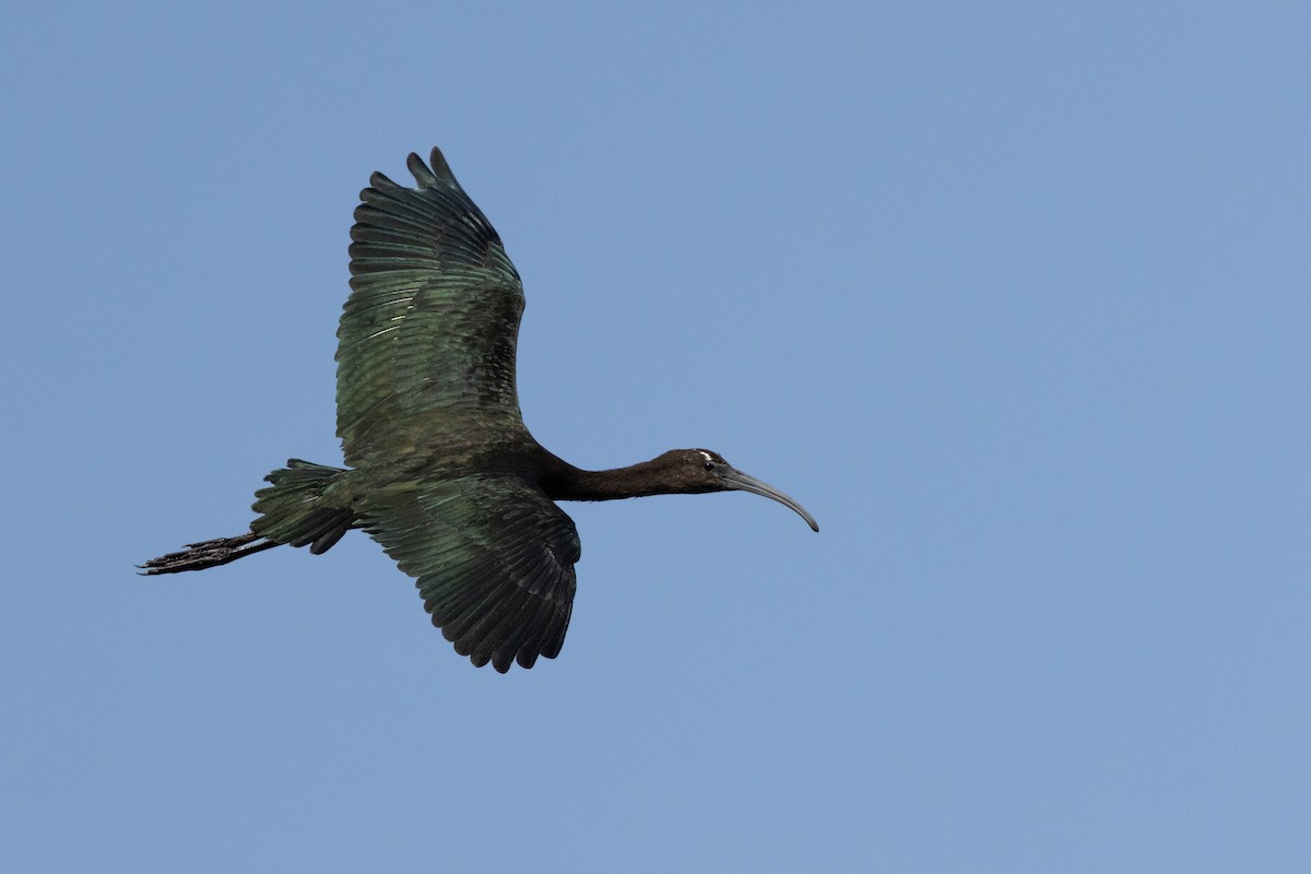 Glossy Ibis - ML646501574
