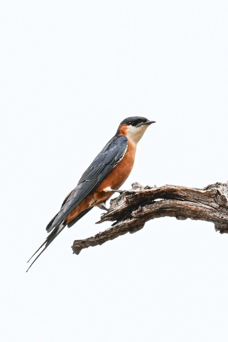 Сенегальская ласточка - ML646501578