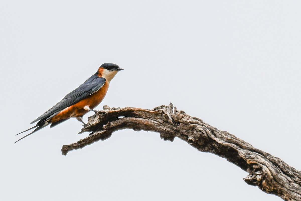 Сенегальская ласточка - ML646501579