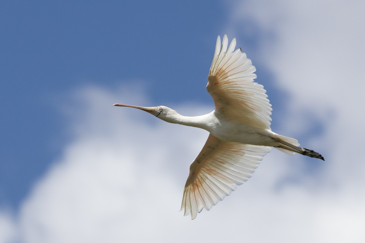 Yellow-billed Spoonbill - ML646501584