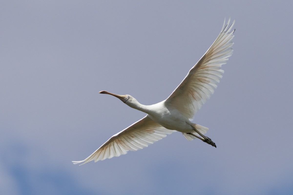Yellow-billed Spoonbill - ML646501585