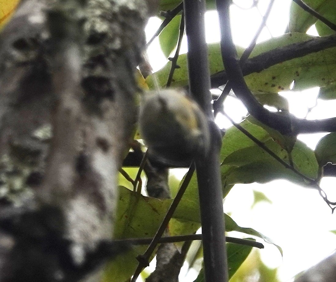 Acantisita Verdoso - ML646501586