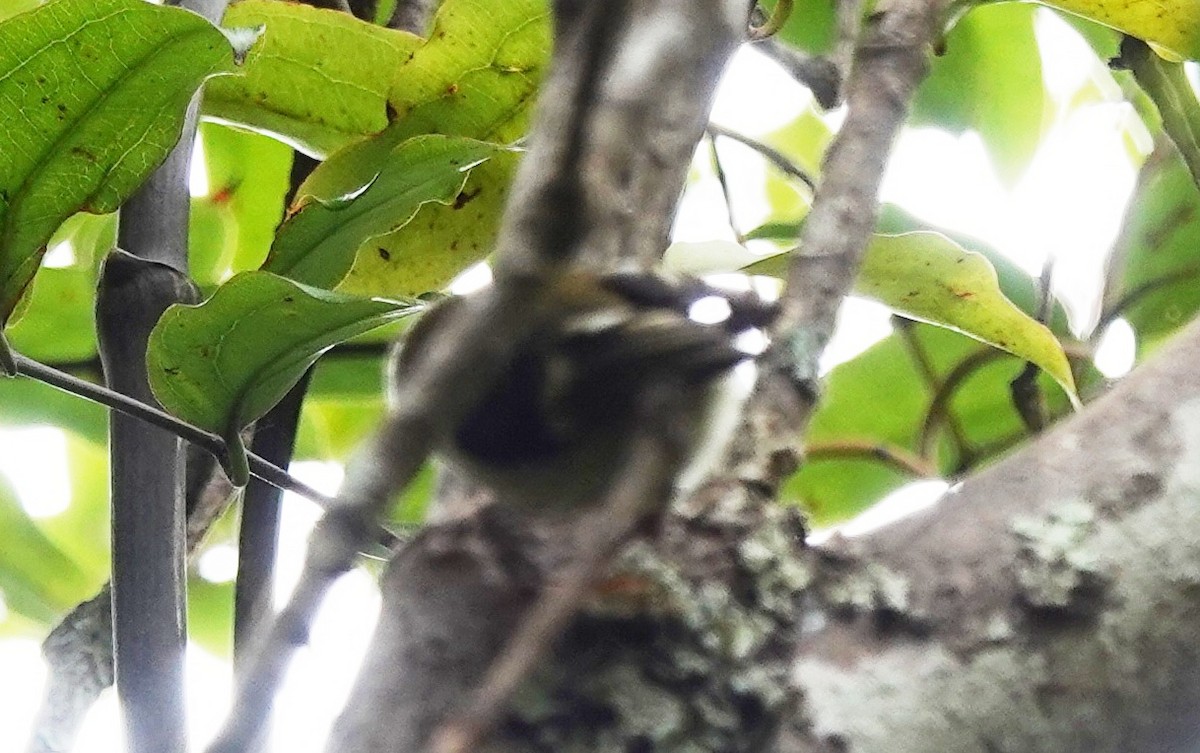 Acantisita Verdoso - ML646501587