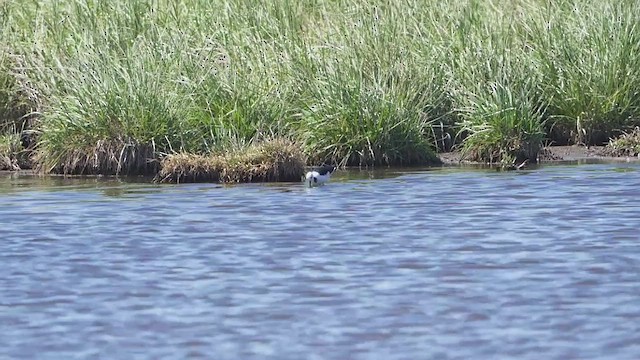 Pied Stilt - ML646501592