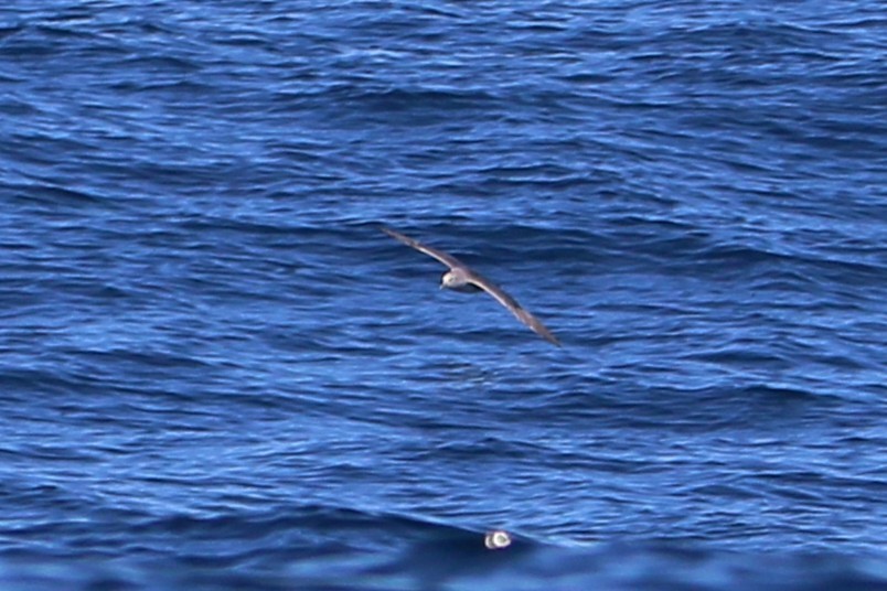 Northern Fulmar - ML646501593