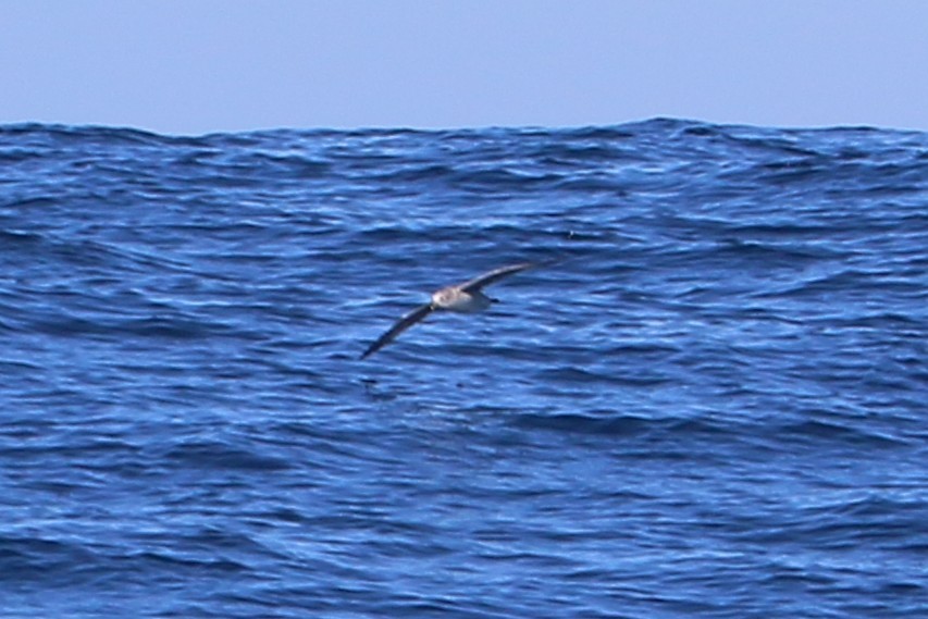 Northern Fulmar - ML646501594
