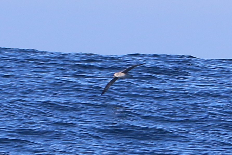 Northern Fulmar - ML646501595