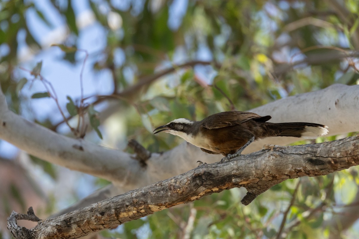 オーストラリアマルハシ - ML646501596