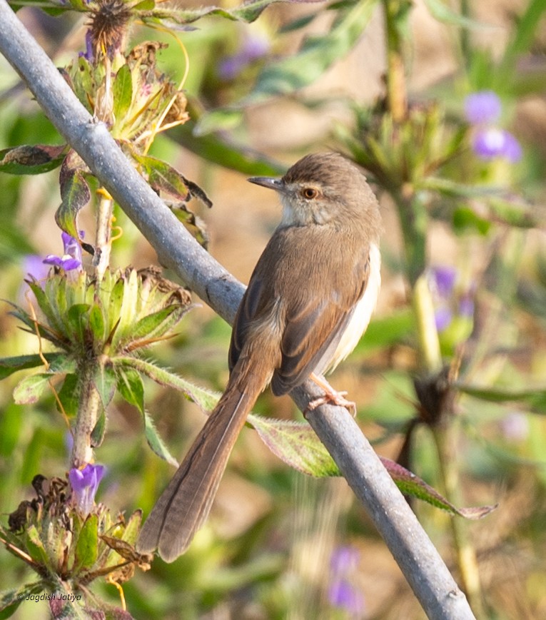 Plain Prinia - ML646501598