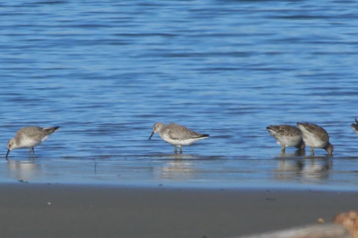 Исландский песочник - ML646501600