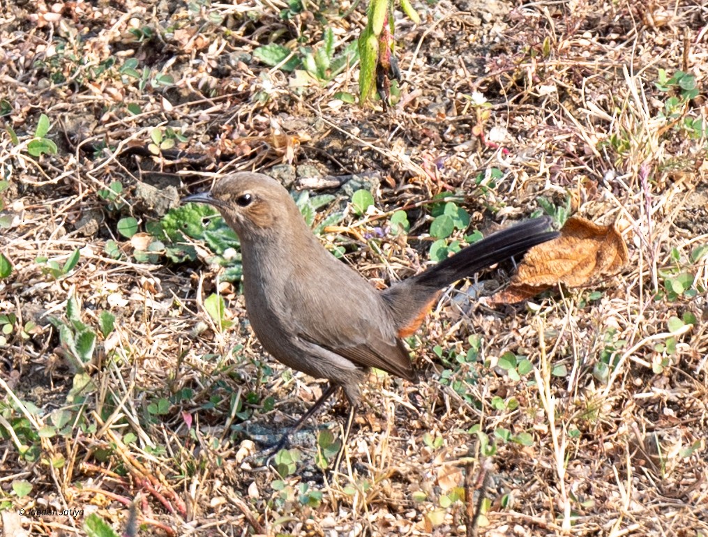 Indian Robin - ML646501601