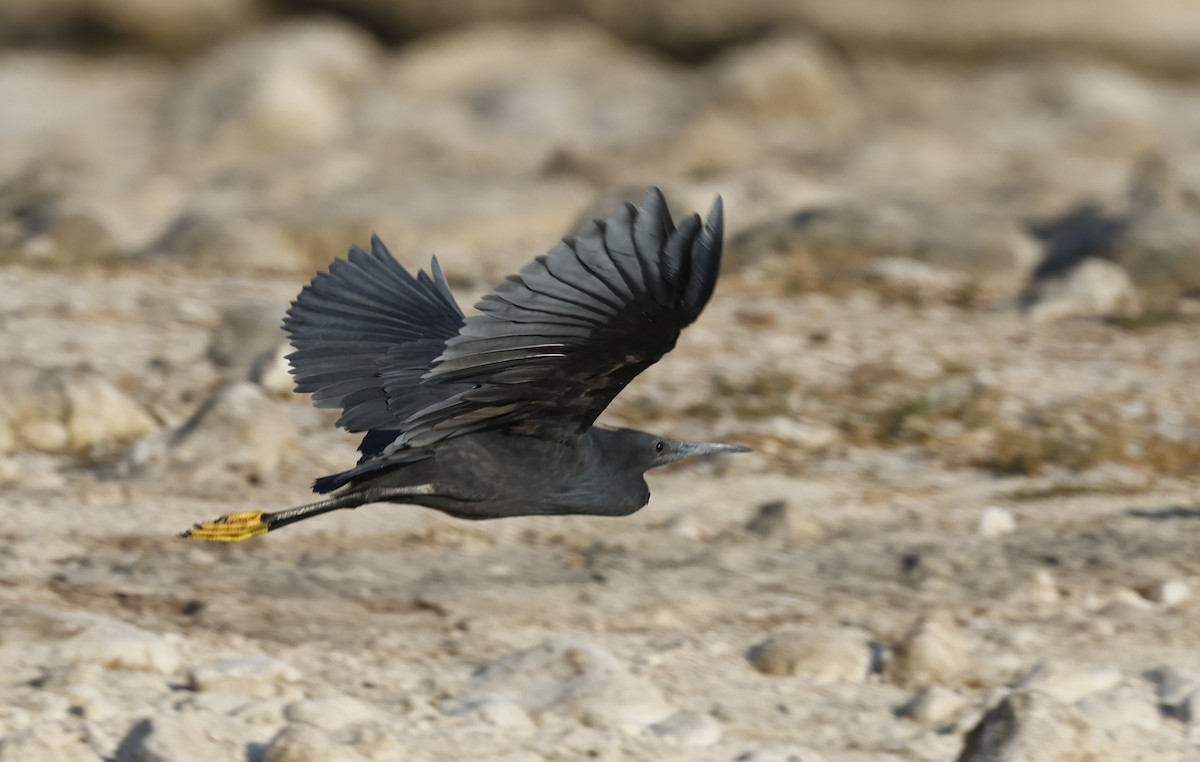 Black Heron - ML646501602