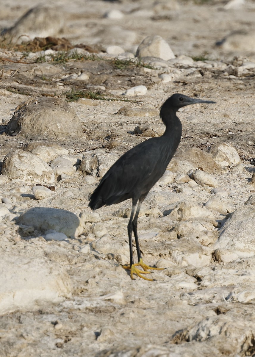 Black Heron - ML646501603