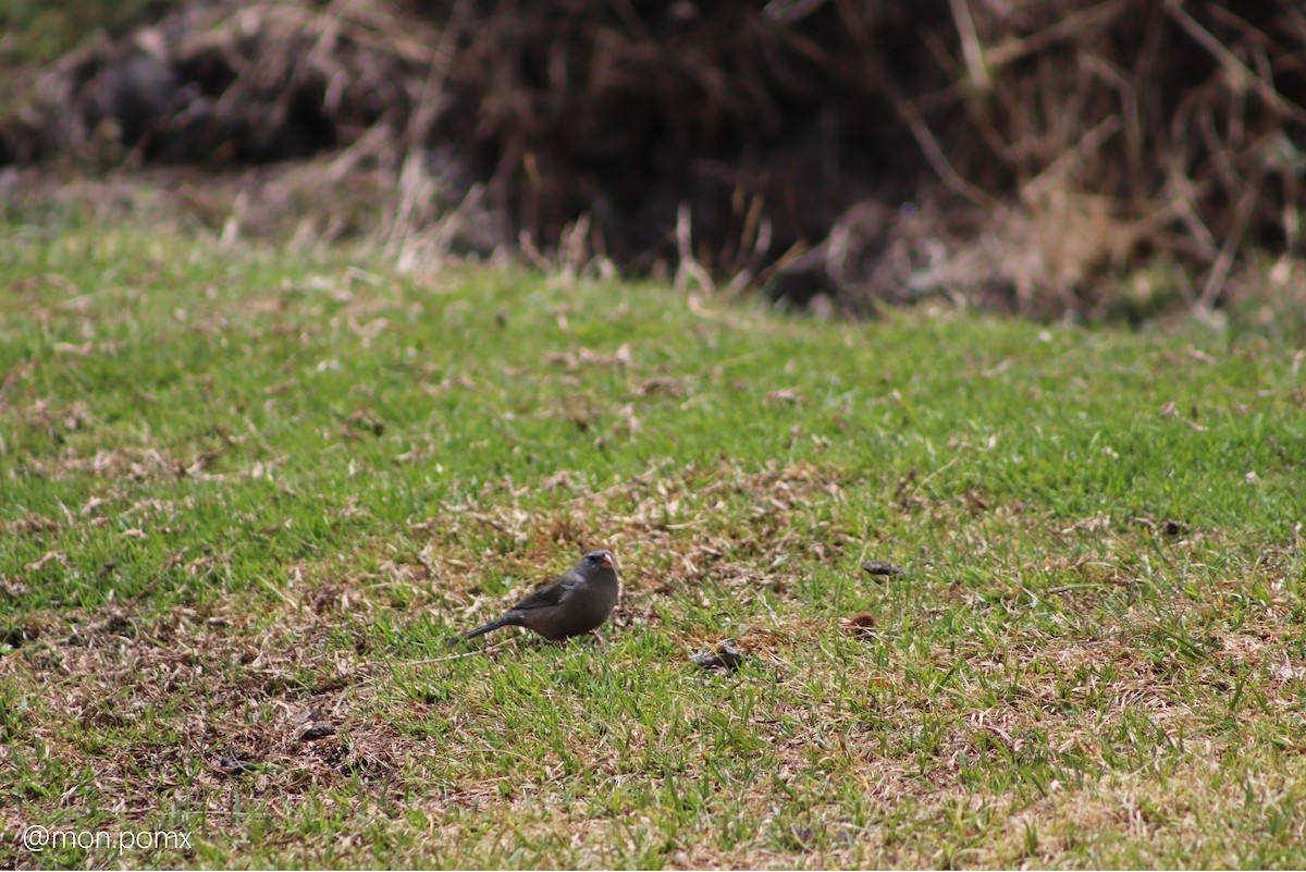 Plain-colored Seedeater - ML646501607