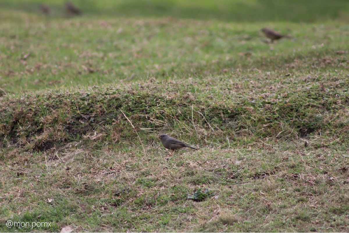 Plain-colored Seedeater - ML646501608