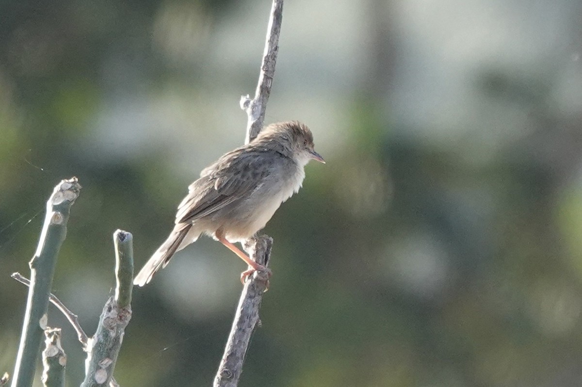 Rotscheitel-Zistensänger - ML646501611