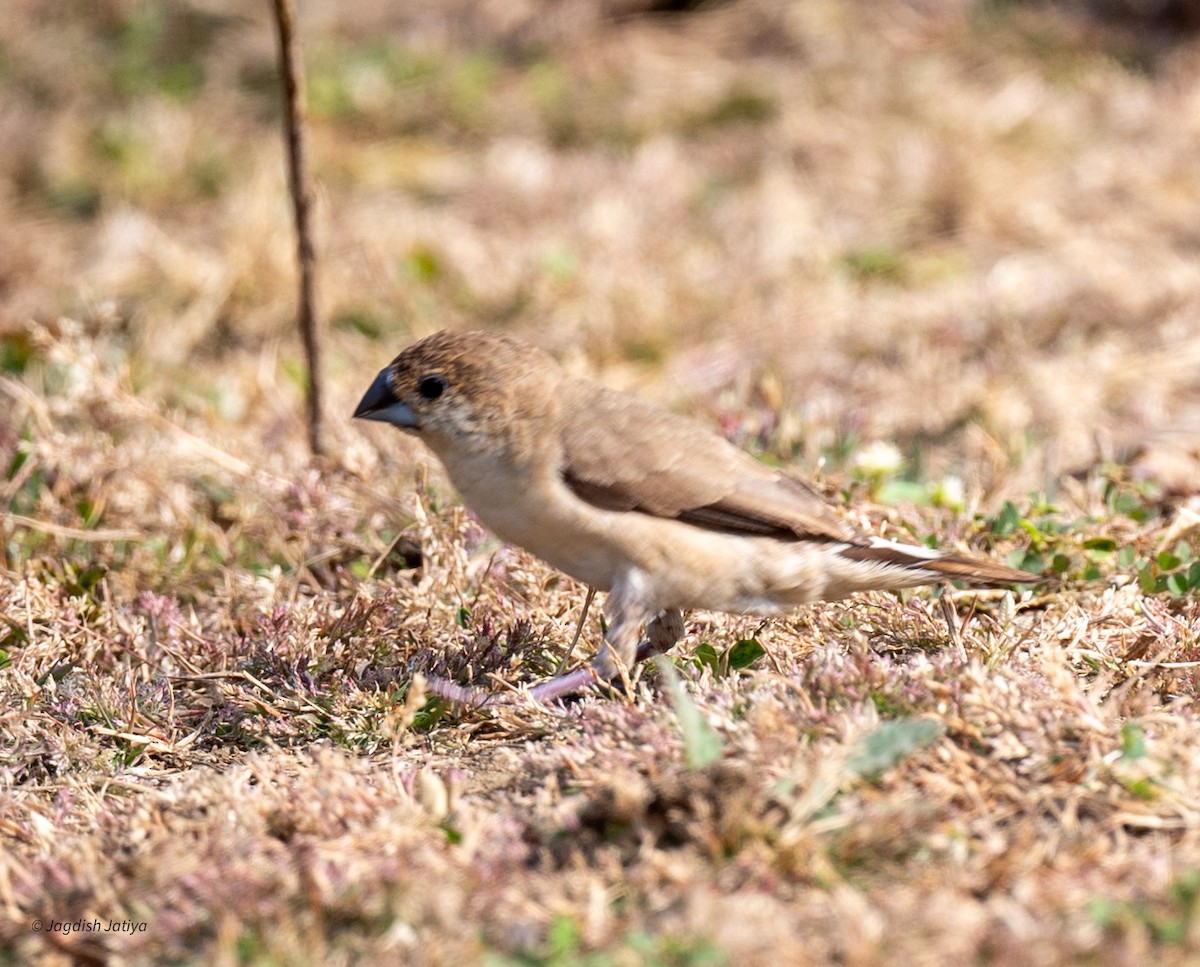 Indian Silverbill - ML646501612