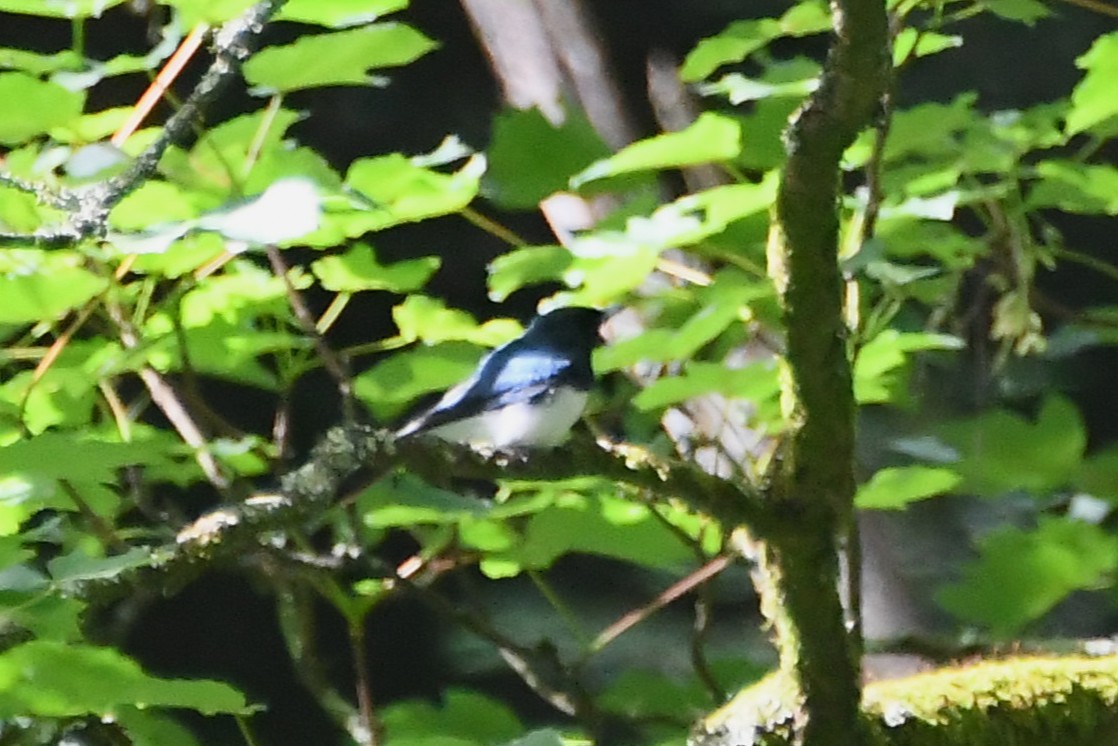 Шёлковая миагра - ML646501616