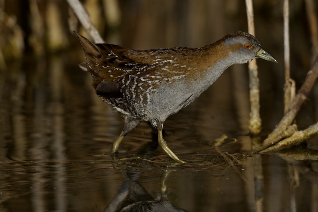 Baillon's Crake - ML646501618