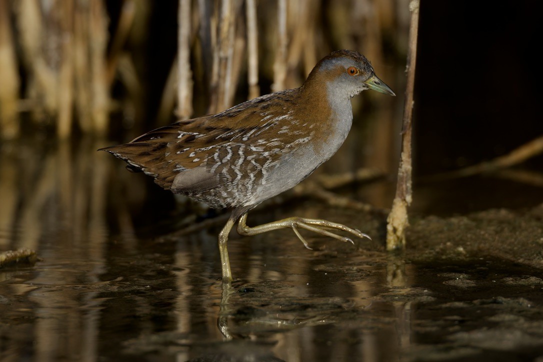 Baillon's Crake - ML646501619