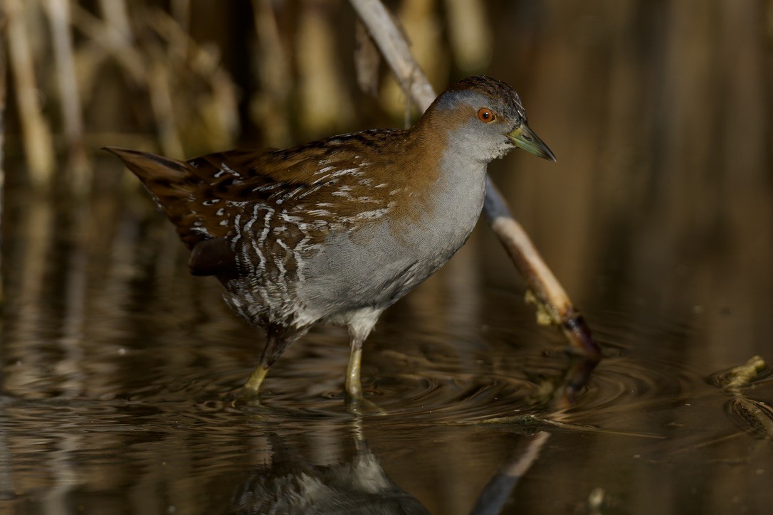 Baillon's Crake - ML646501620