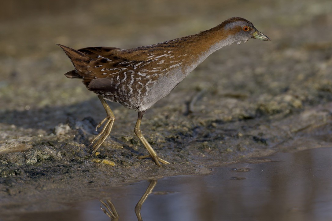 Baillon's Crake - ML646501621