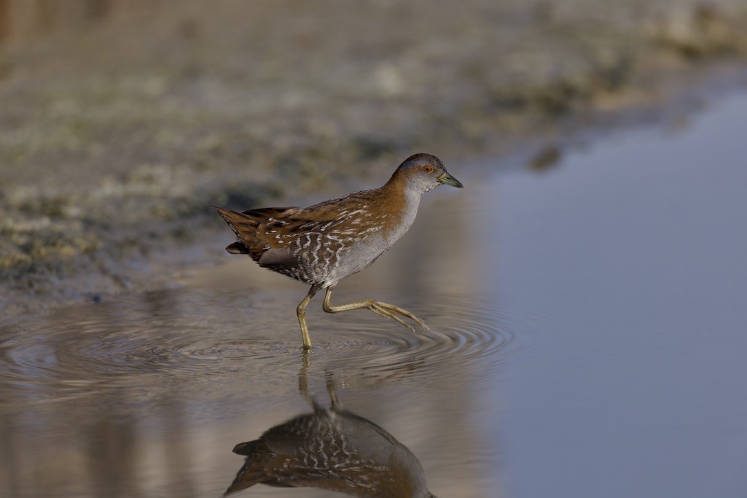 Baillon's Crake - ML646501622