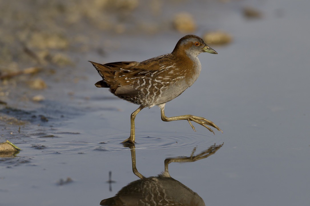 Baillon's Crake - ML646501623