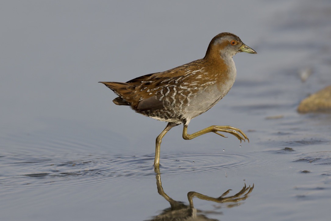 Baillon's Crake - ML646501624