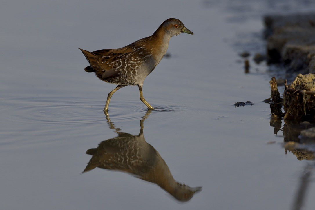 Baillon's Crake - ML646501625