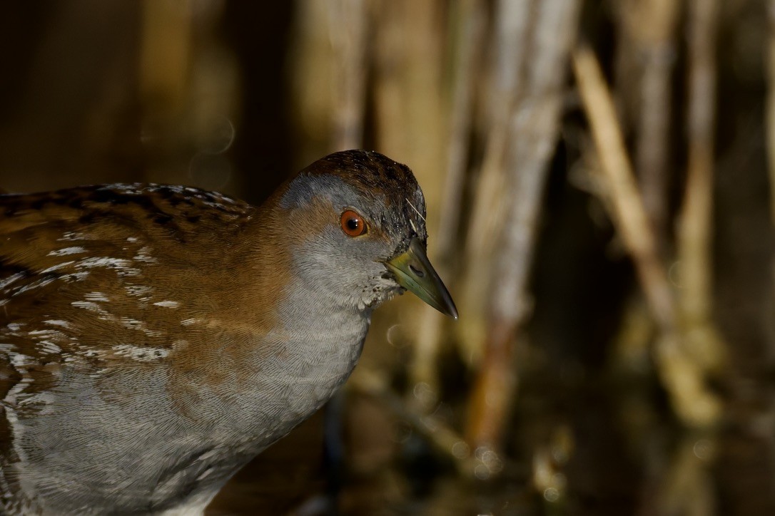 Baillon's Crake - ML646501626