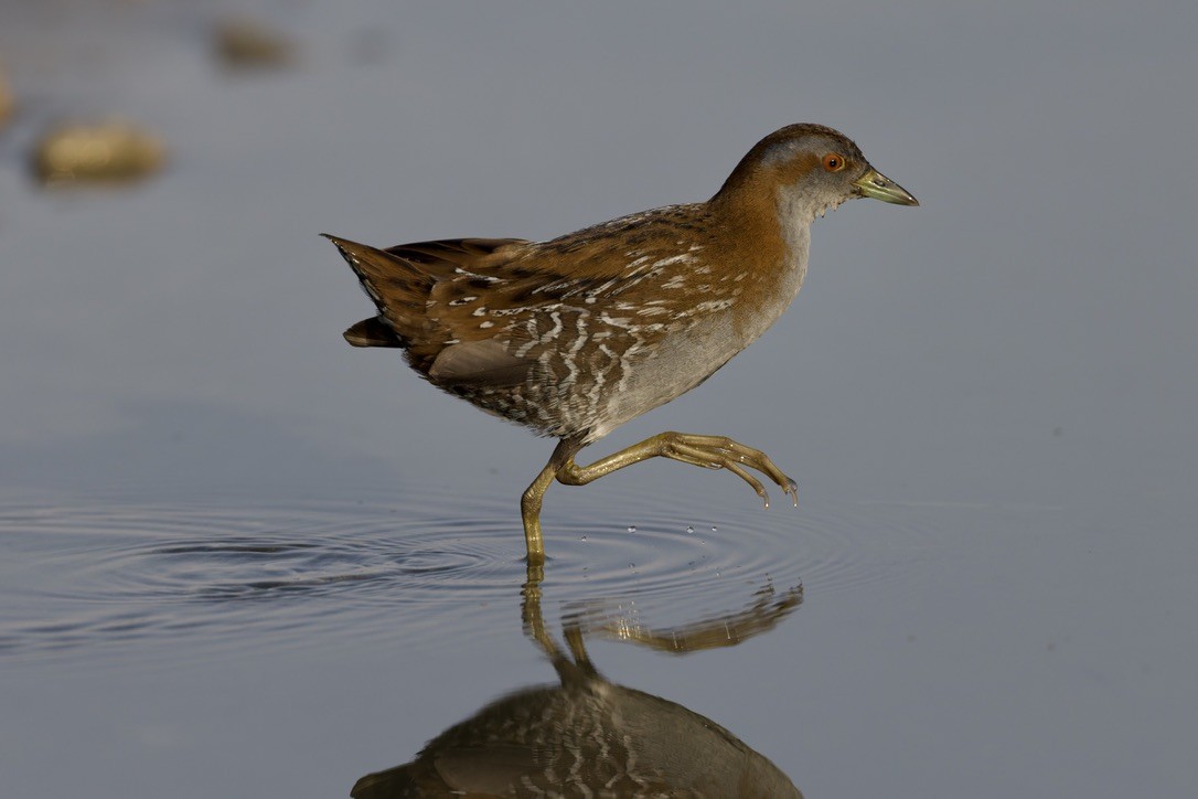 Baillon's Crake - ML646501627