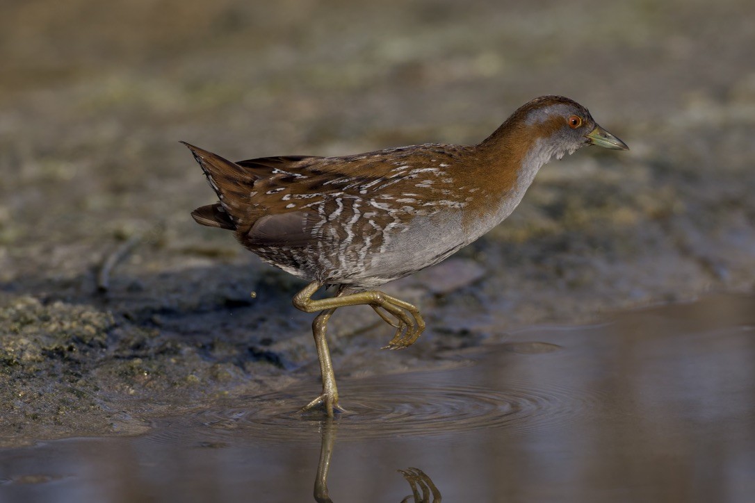 Baillon's Crake - ML646501628