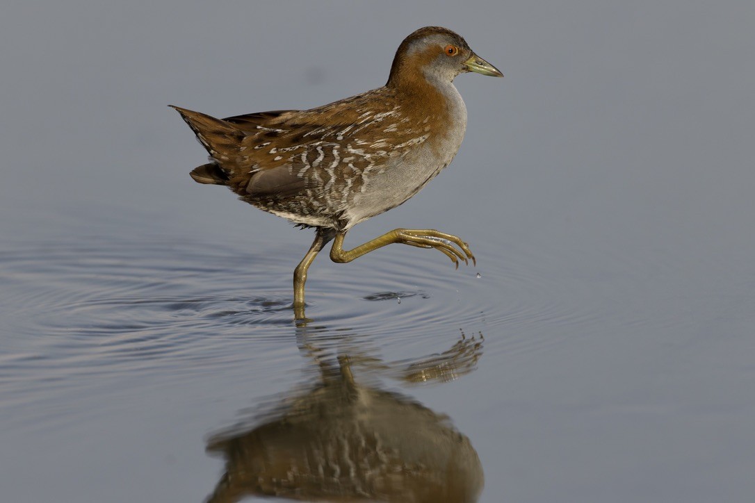 Baillon's Crake - ML646501629