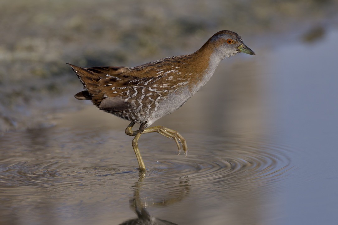 Baillon's Crake - ML646501630